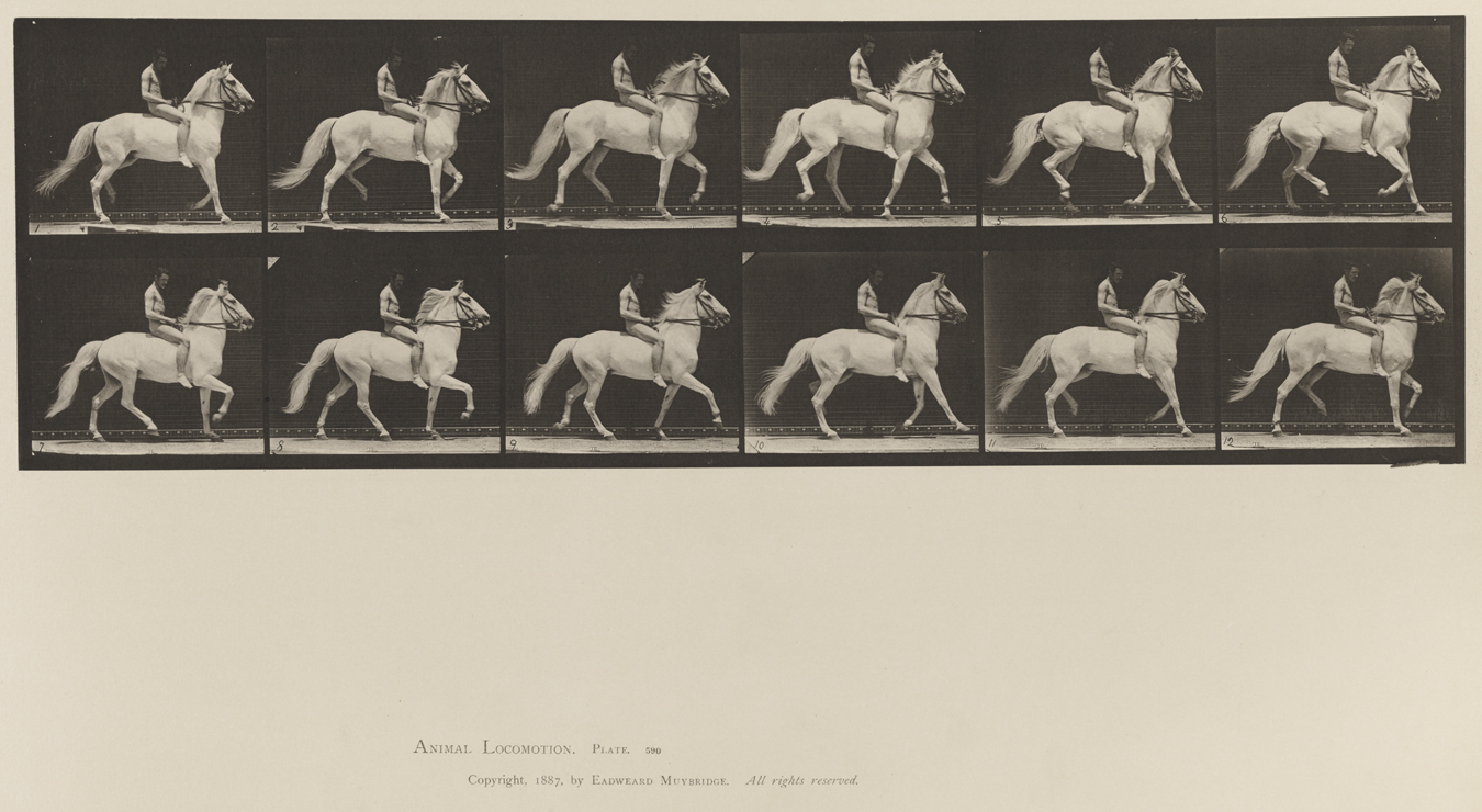 Animal Locomotion, Volume XII, Miscellaneous. Plate 590