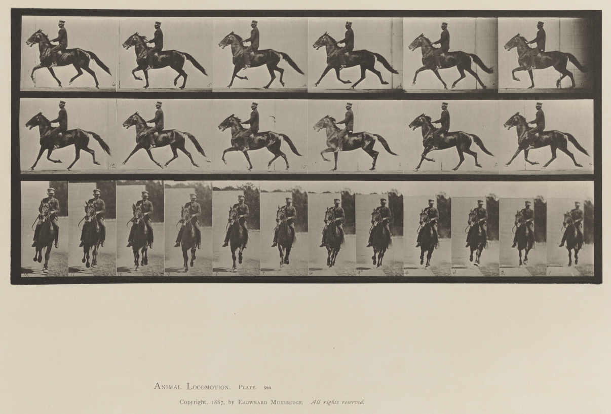 Animal Locomotion, Volume XII, Miscellaneous. Plate 593