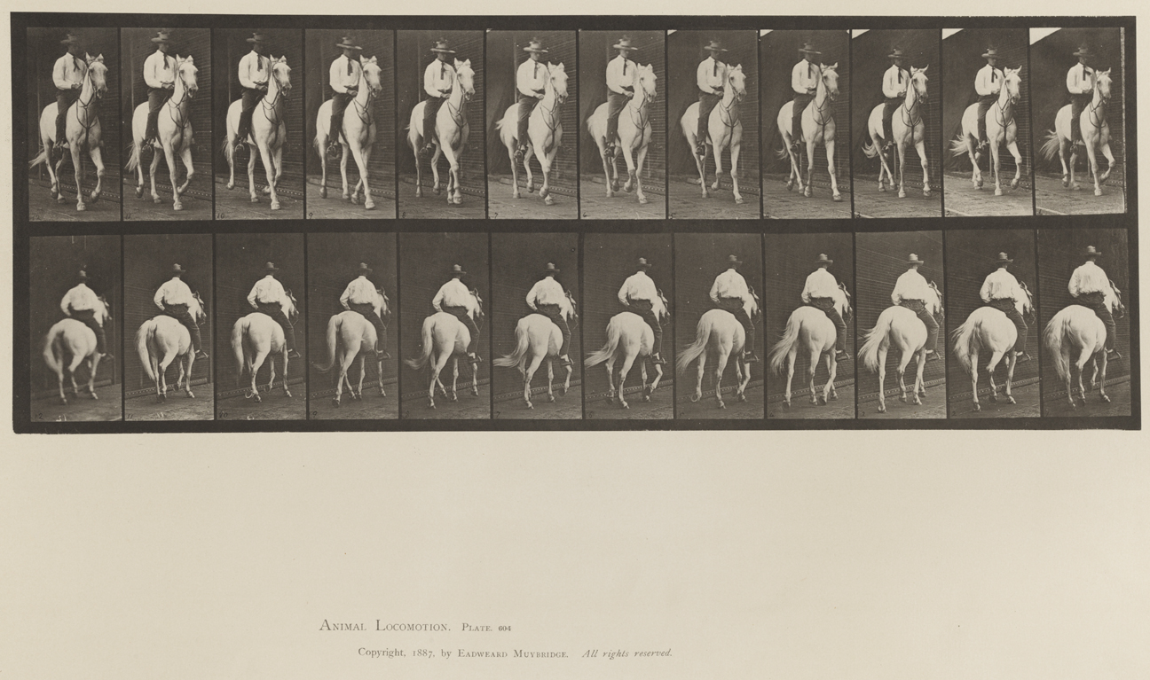 Animal Locomotion, Volume XII, Miscellaneous. Plate 604