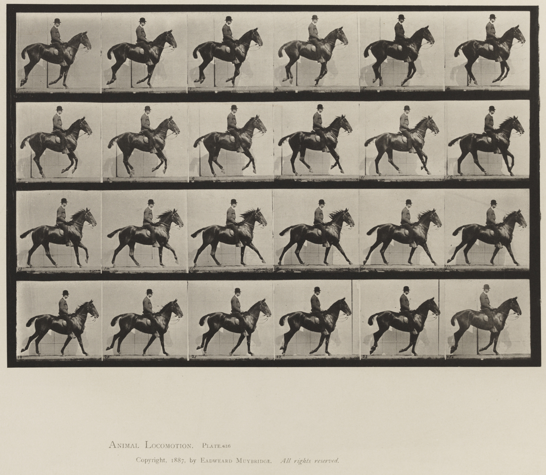 Animal Locomotion, Volume XII, Miscellaneous. Plate 616