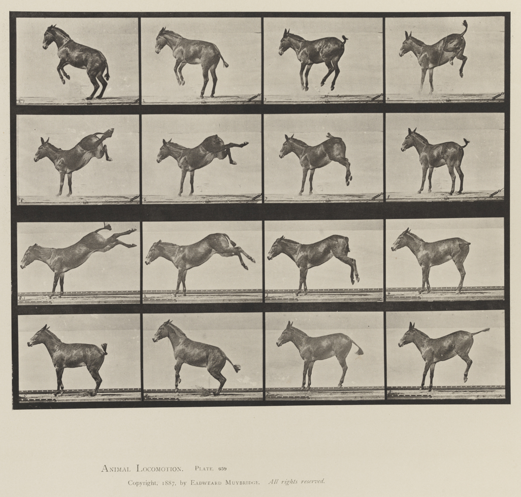 Animal Locomotion, Volume XII, Miscellaneous. Plate 659