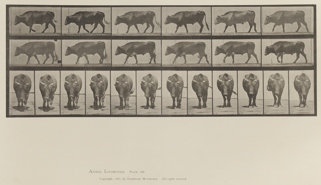Animal Locomotion, Volume XII, Miscellaneous. Plate 670