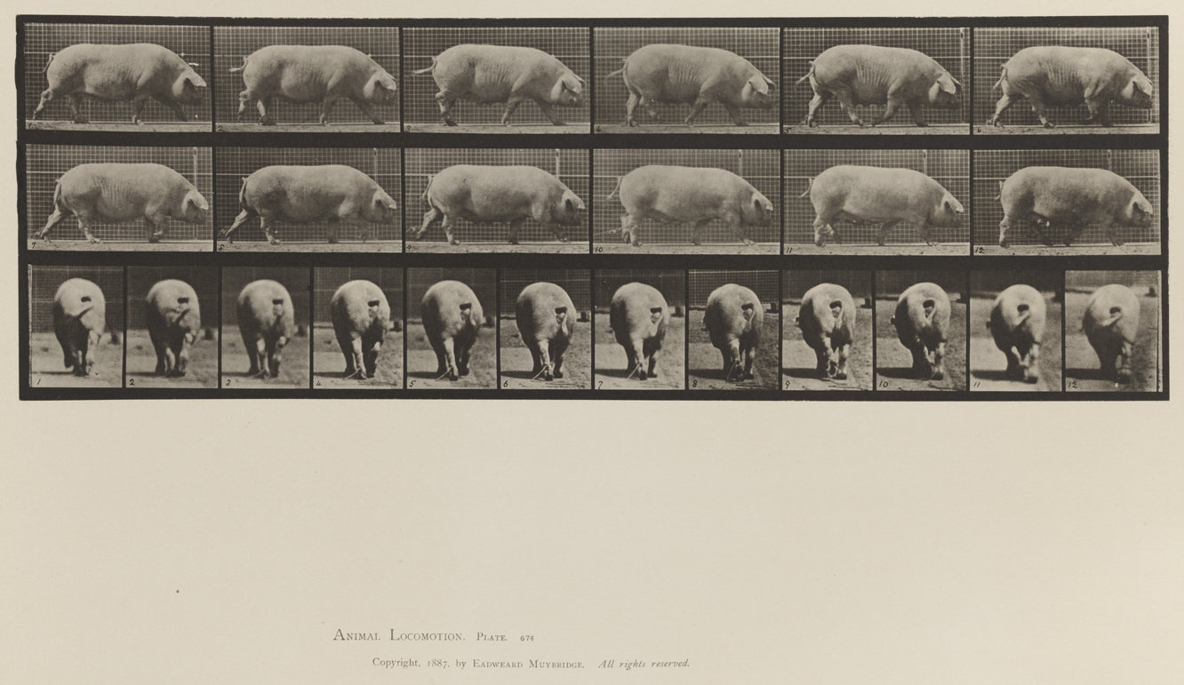 Animal Locomotion, Volume XII, Miscellaneous. Plate 674