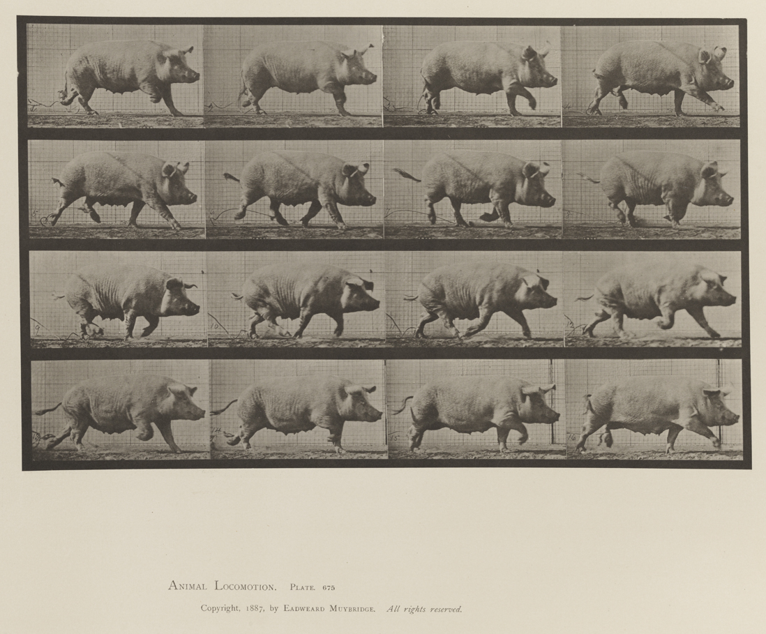 Animal Locomotion, Volume XII, Miscellaneous. Plate 675