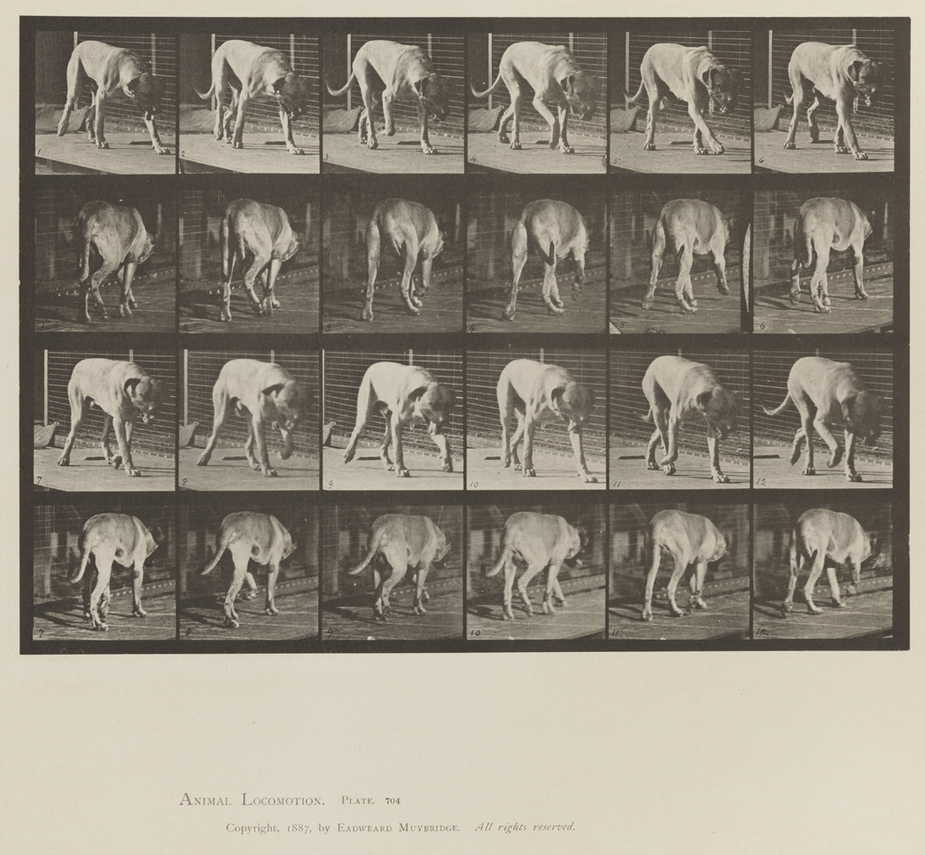 Animal Locomotion, Volume XII, Miscellaneous. Plate 704