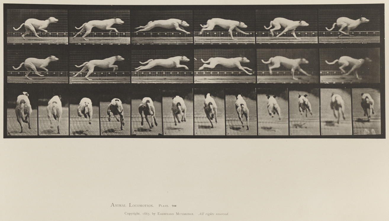 Animal Locomotion, Volume XII, Miscellaneous. Plate 709