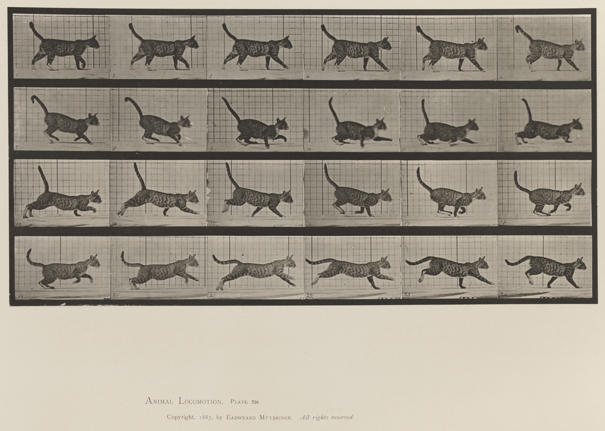 Animal Locomotion, Volume XII, Miscellaneous. Plate 716