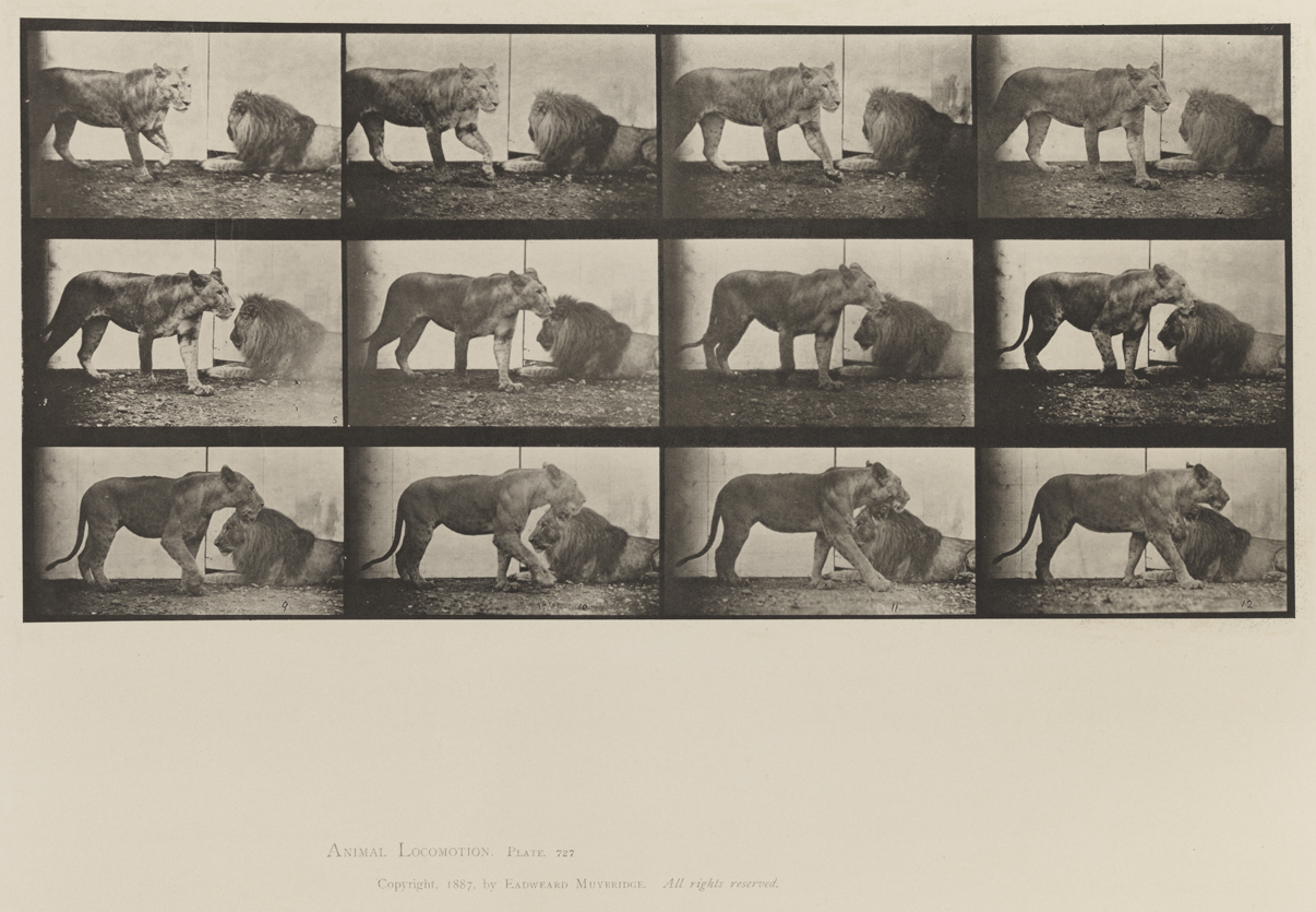 Animal Locomotion, Volume XII, Miscellaneous. Plate 727