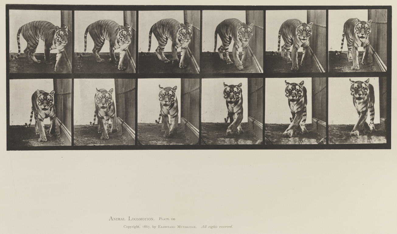 Animal Locomotion, Volume XII, Miscellaneous. Plate 730
