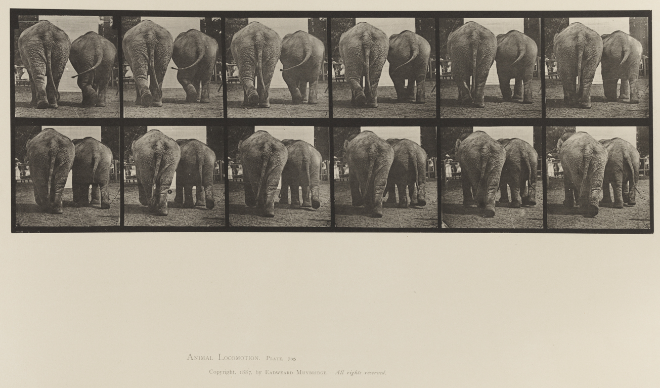 Animal Locomotion, Volume XII, Miscellaneous. Plate 735