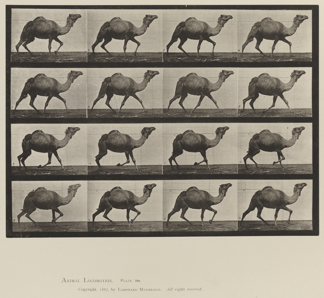 Animal Locomotion, Volume XII, Miscellaneous. Plate 736
