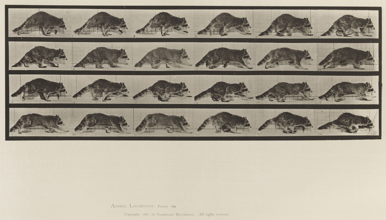 Animal Locomotion, Volume XII, Miscellaneous. Plate 744
