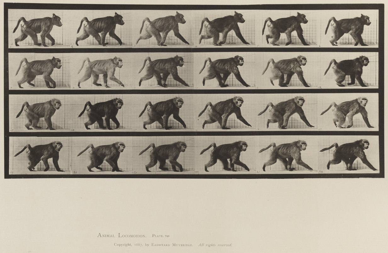 Animal Locomotion, Volume XII, Miscellaneous. Plate 748