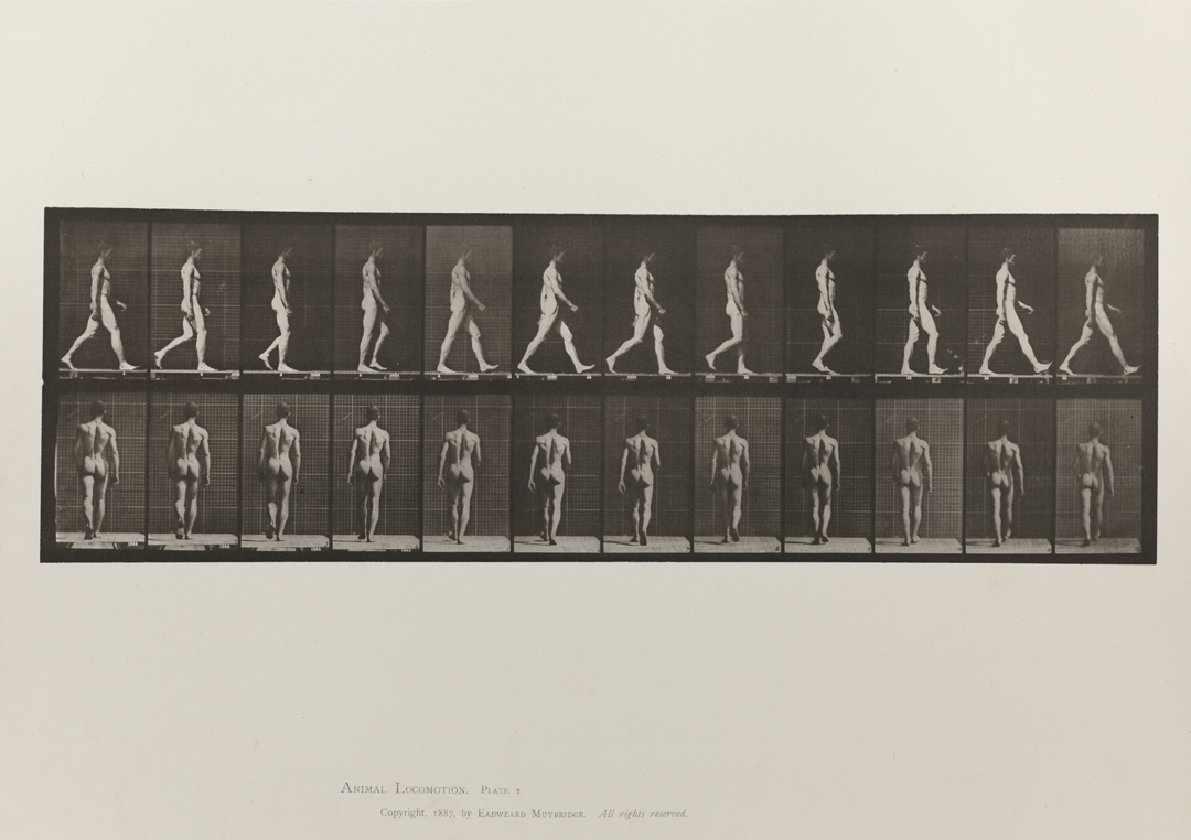 Animal Locomotion, Volume I Men (Nude). Plate 2