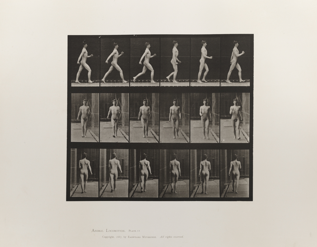 Animal Locomotion by Eadweard J Muybridge | Eadweard 