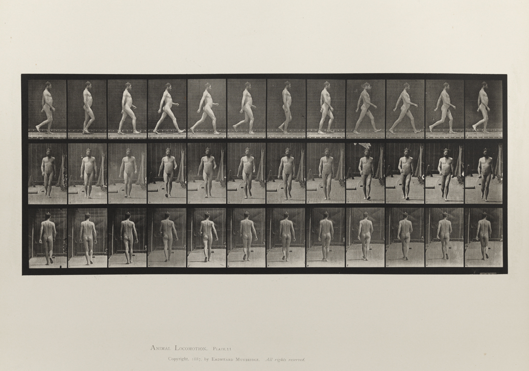 Animal Locomotion, Volume I Men (Nude). Plate 11