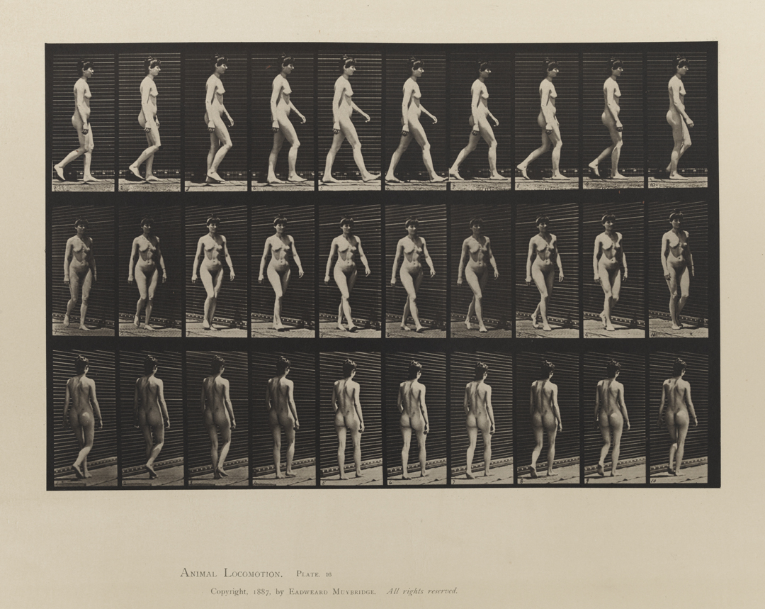 Animal Locomotion, Volume III, Women (Nude). Plate 16