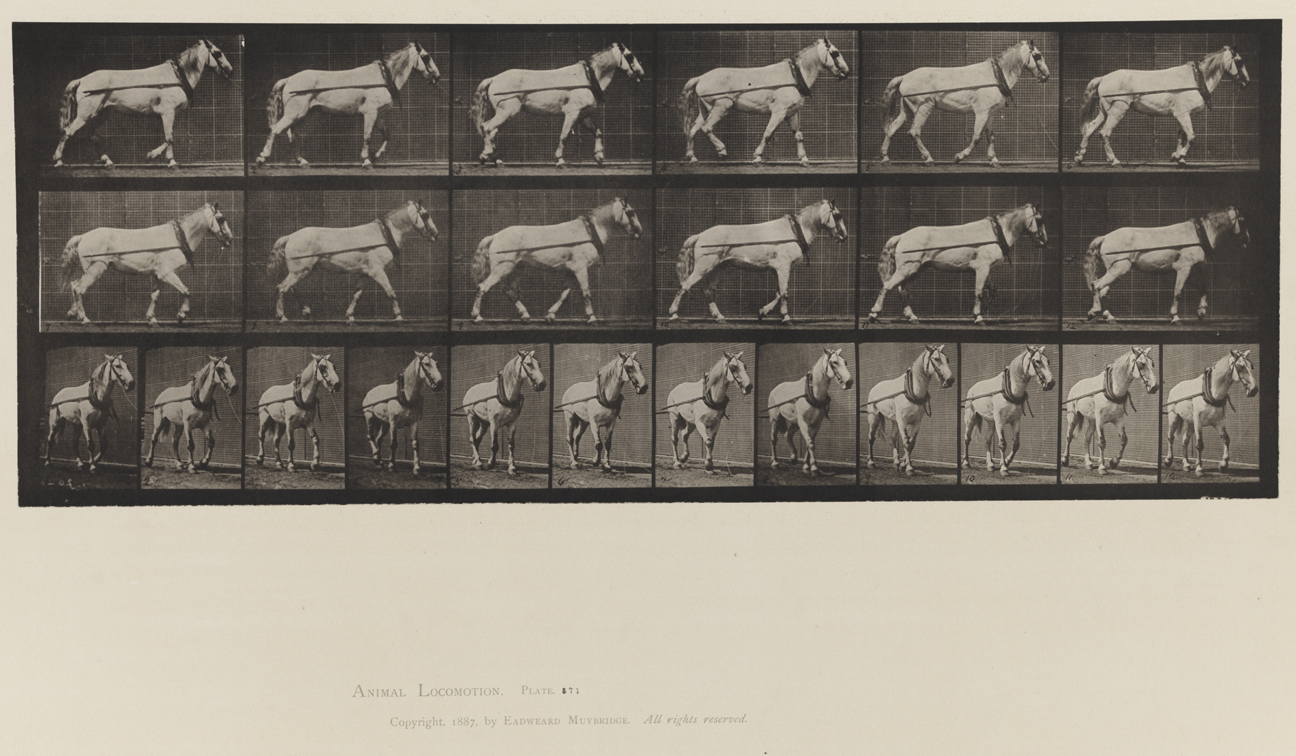 Animal Locomotion, Volume IX, Horses. Plate 571