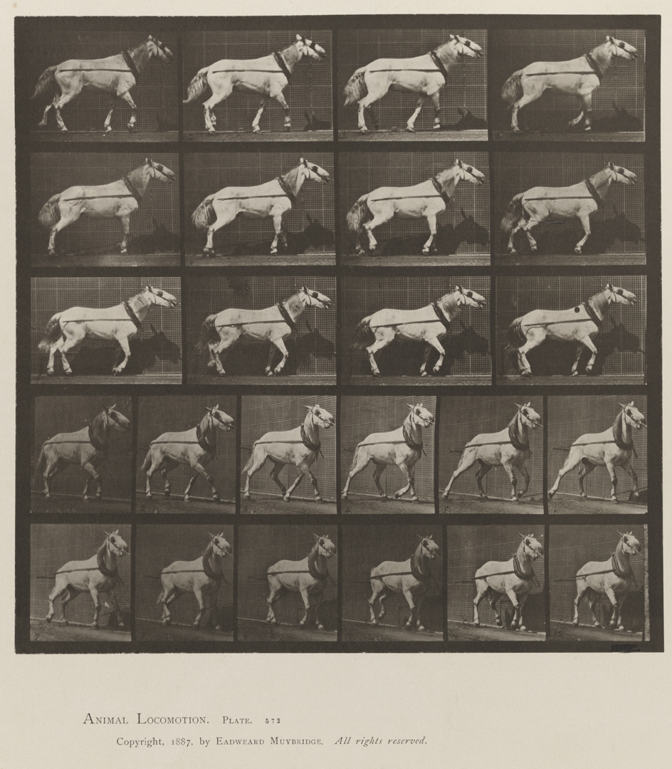 Animal Locomotion, Volume IX, Horses. Plate 572