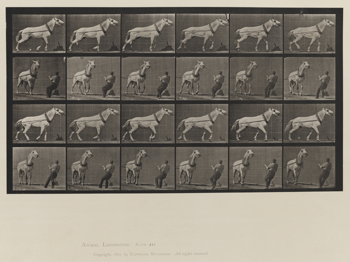 Animal Locomotion, Volume IX, Horses. Plate 573