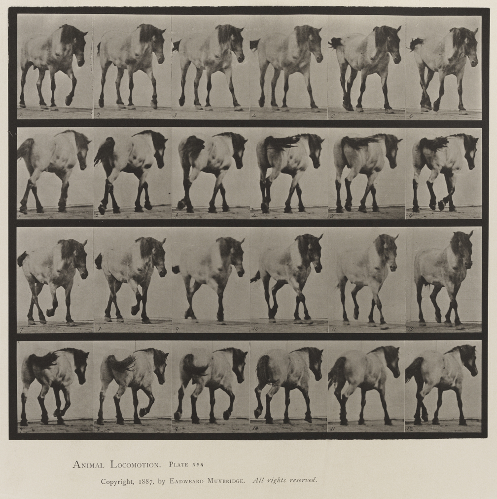 Animal Locomotion, Volume IX, Horses. Plate 575