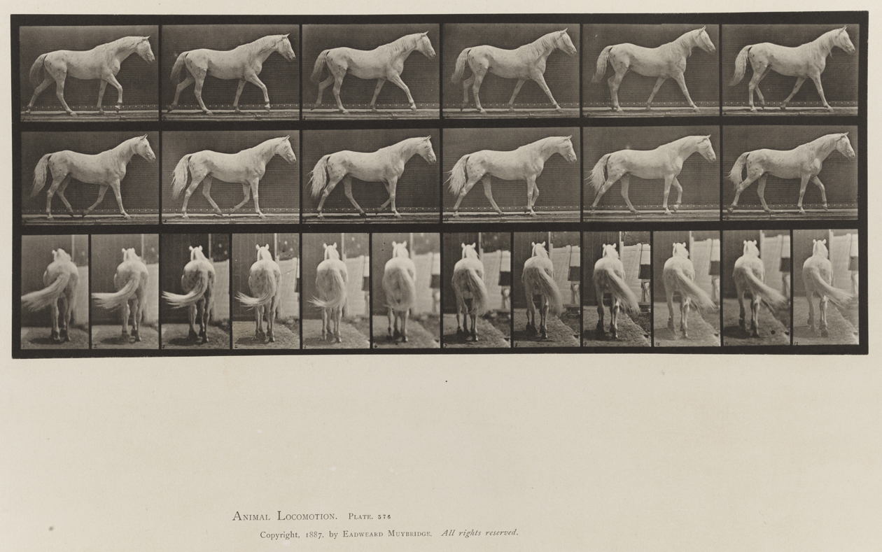 Animal Locomotion, Volume IX, Horses. Plate 576
