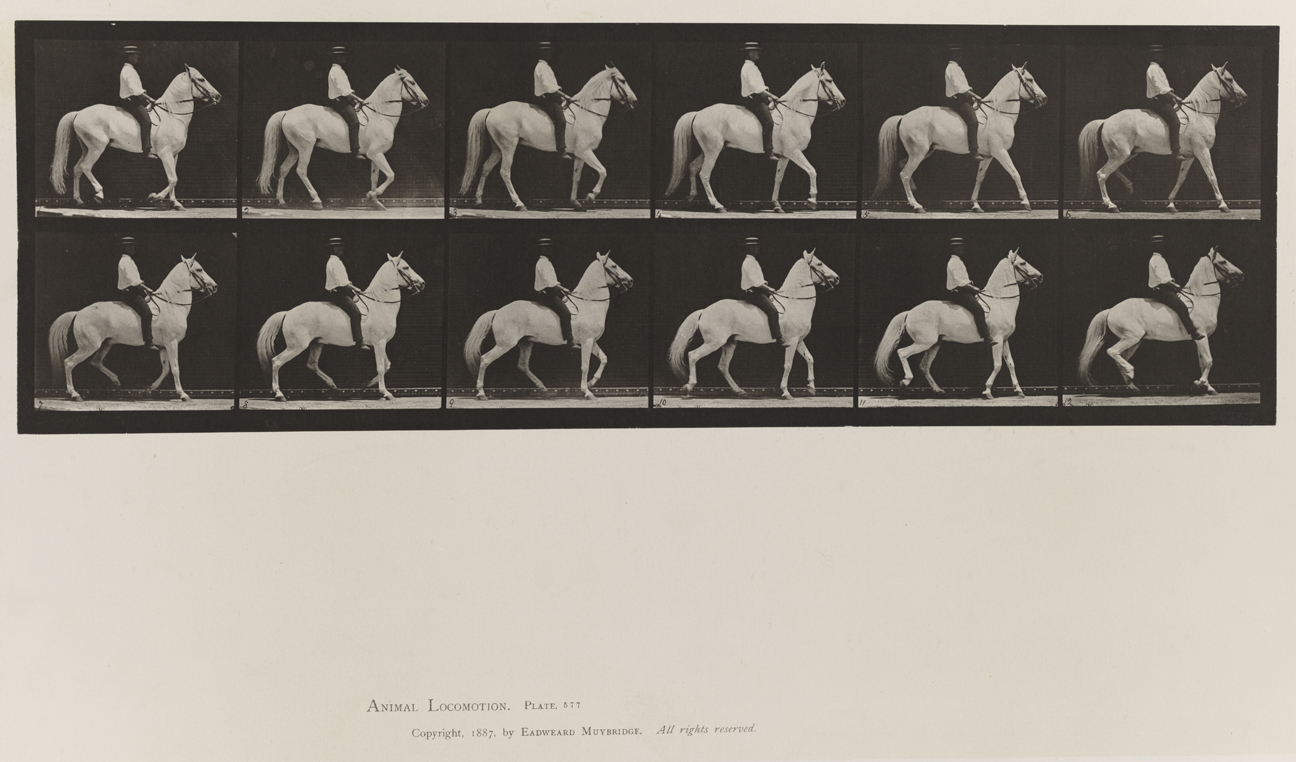 Animal Locomotion, Volume IX, Horses. Plate 577