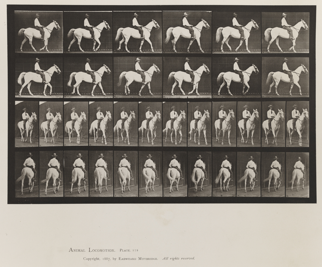 Animal Locomotion, Volume IX, Horses. Plate 579