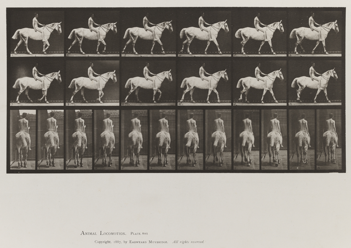 Animal Locomotion, Volume IX, Horses. Plate 581