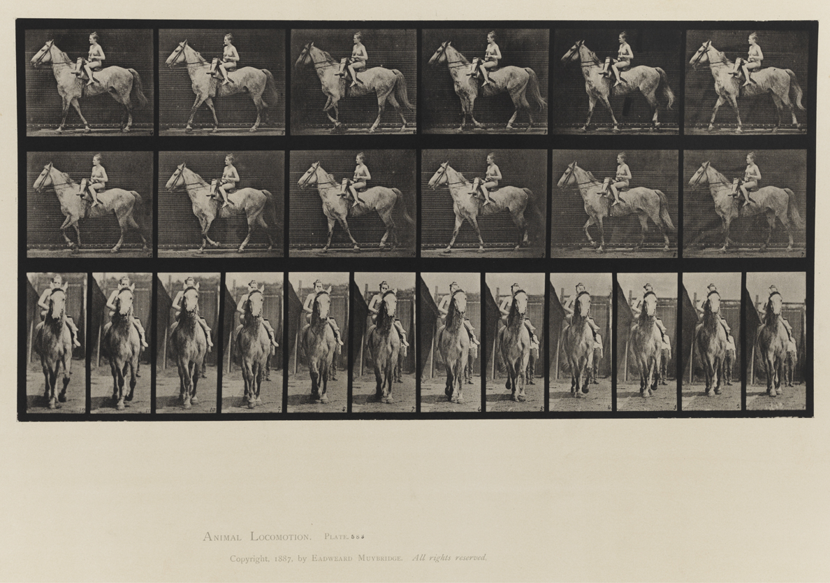 Animal Locomotion, Volume IX, Horses. Plate 583