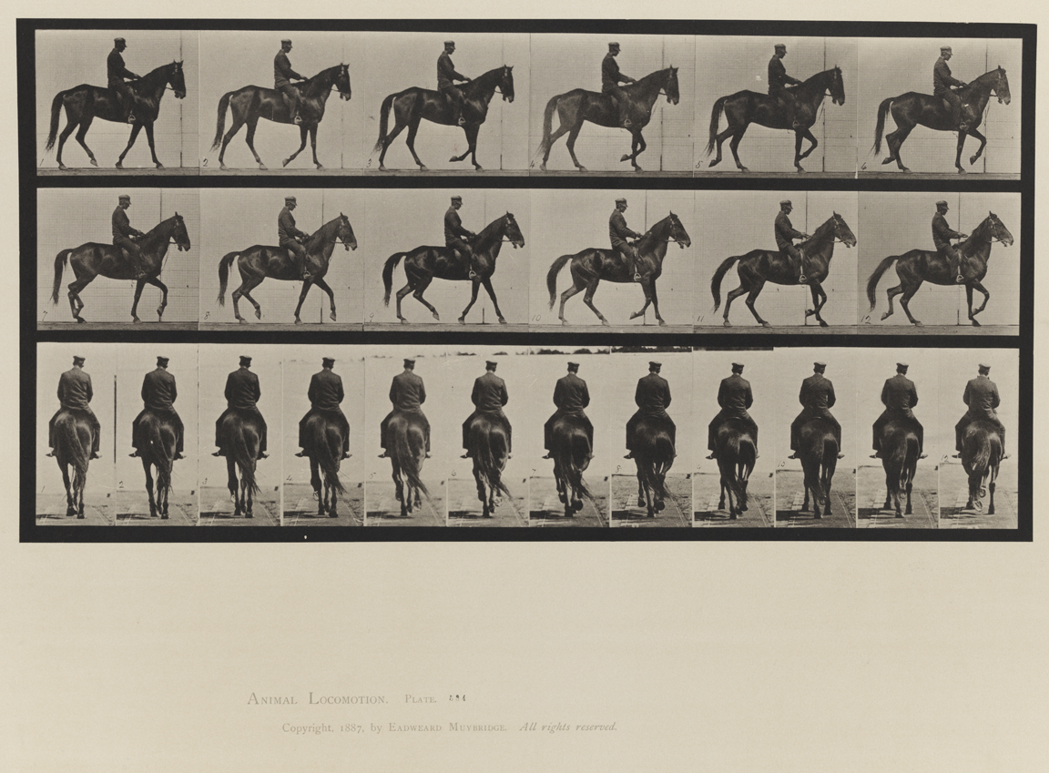 Animal Locomotion, Volume IX, Horses. Plate 584