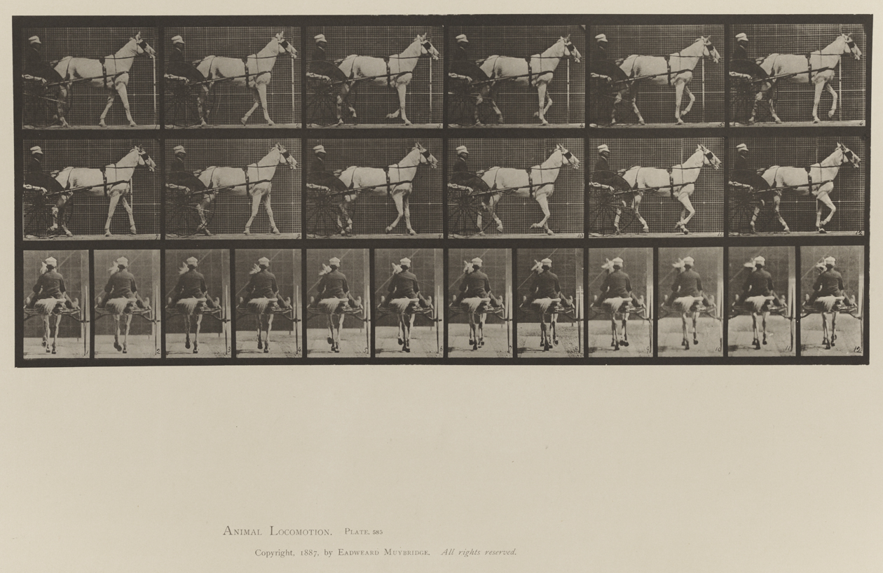 Animal Locomotion, Volume IX, Horses. Plate 585