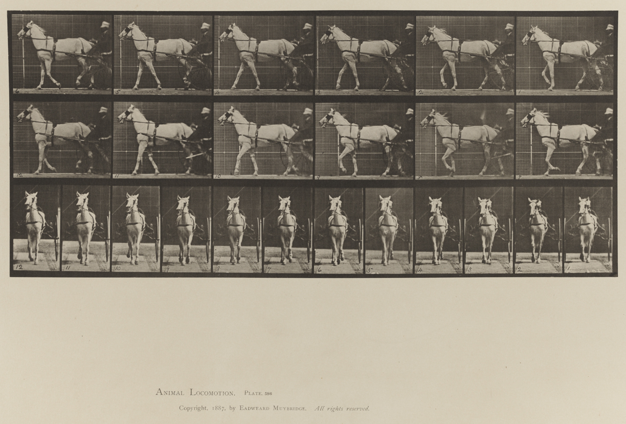 Animal Locomotion, Volume IX, Horses. Plate 586