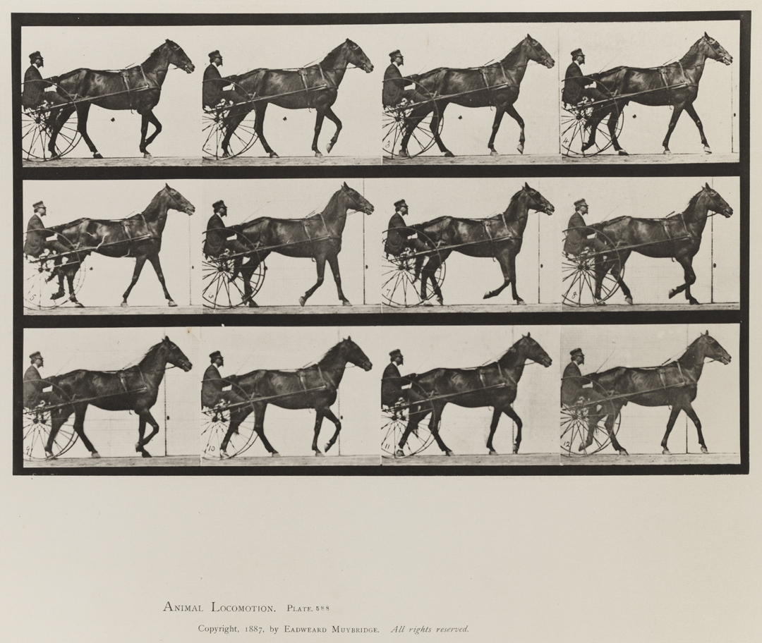 Animal Locomotion, Volume IX, Horses. Plate 588