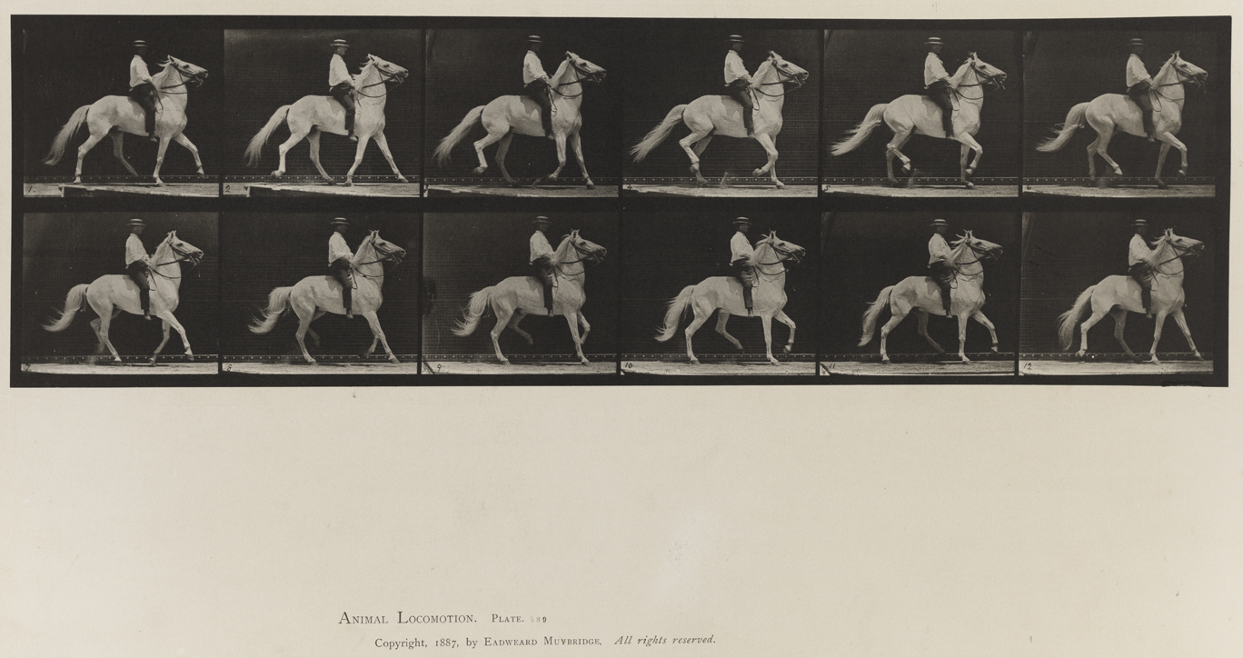 Animal Locomotion, Volume IX, Horses. Plate 589