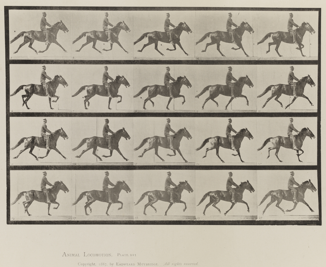 Animal Locomotion, Volume IX, Horses. Plate 591