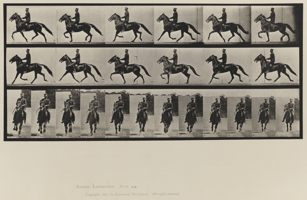 Animal Locomotion, Volume IX, Horses. Plate 593