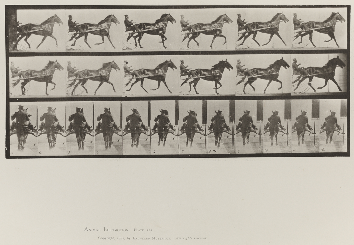 Animal Locomotion, Volume IX, Horses. Plate 594