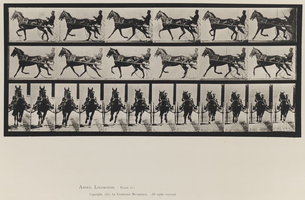 Animal Locomotion, Volume IX, Horses. Plate 595