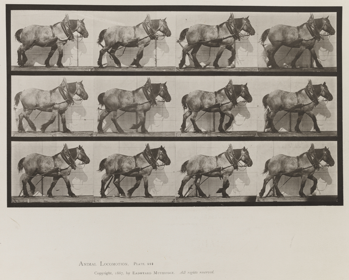 Animal Locomotion, Volume IX, Horses. Plate 563