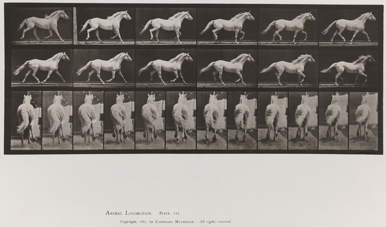 Animal Locomotion, Volume IX, Horses. Plate 596
