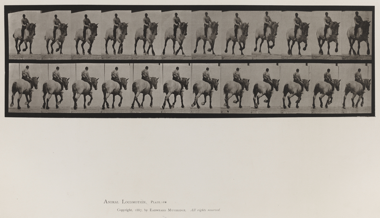 Animal Locomotion, Volume IX, Horses. Plate 599