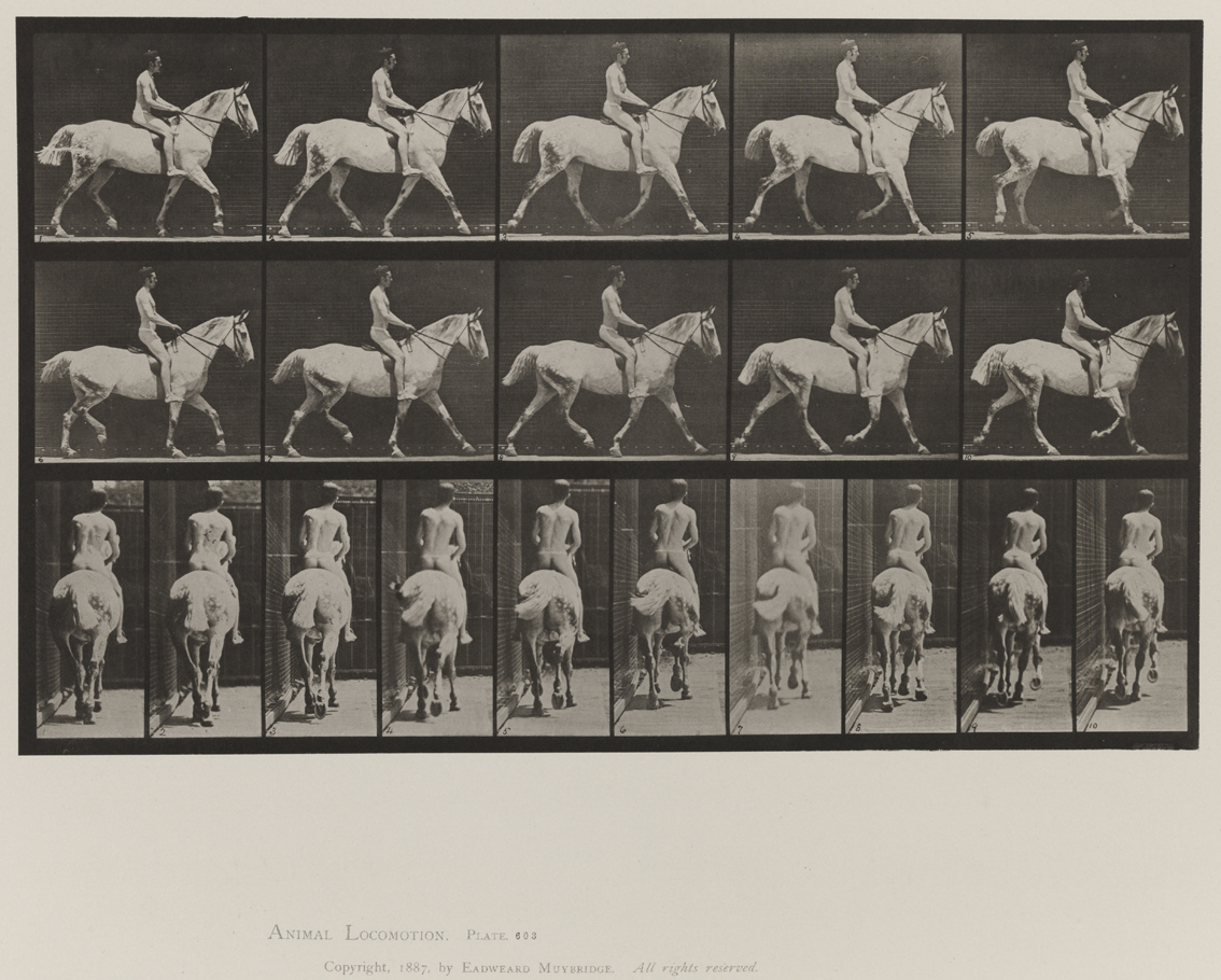 Animal Locomotion, Volume IX, Horses. Plate 603