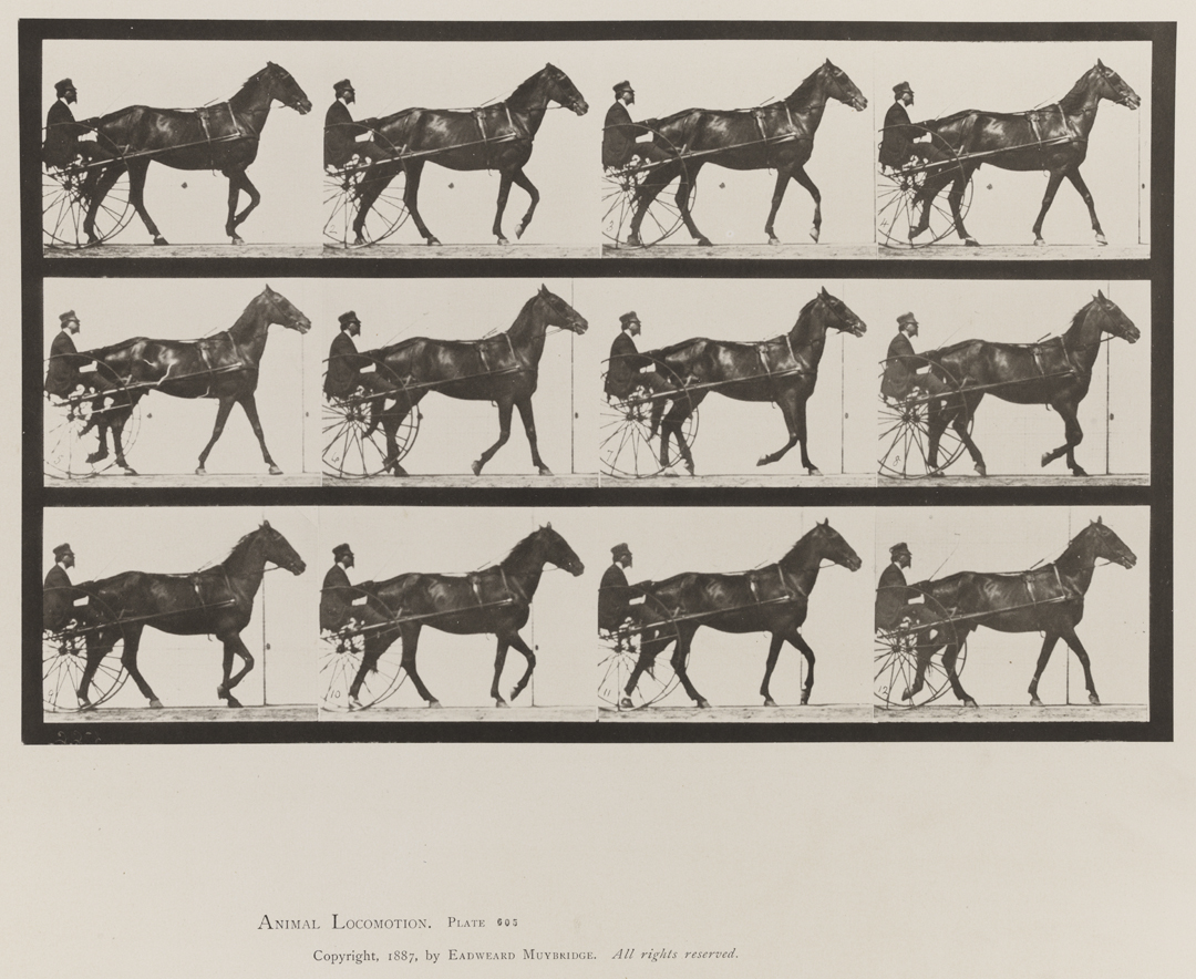 Animal Locomotion, Volume IX, Horses. Plate 605