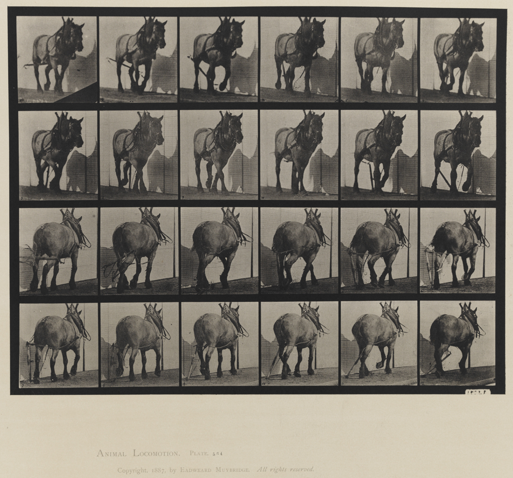 Animal Locomotion, Volume IX, Horses. Plate 564
