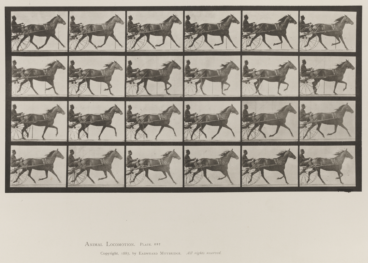 Animal Locomotion, Volume IX, Horses. Plate 607