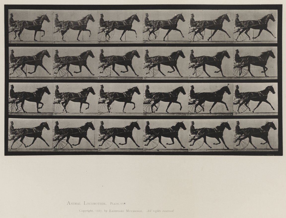 Animal Locomotion, Volume IX, Horses. Plate 608