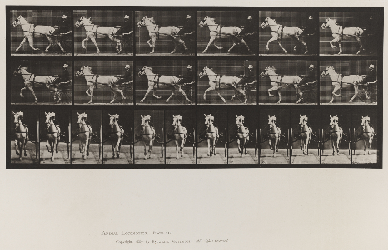 Animal Locomotion, Volume IX, Horses. Plate 610