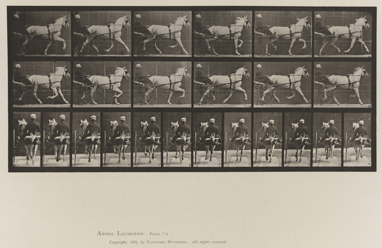 Animal Locomotion, Volume IX, Horses. Plate 611