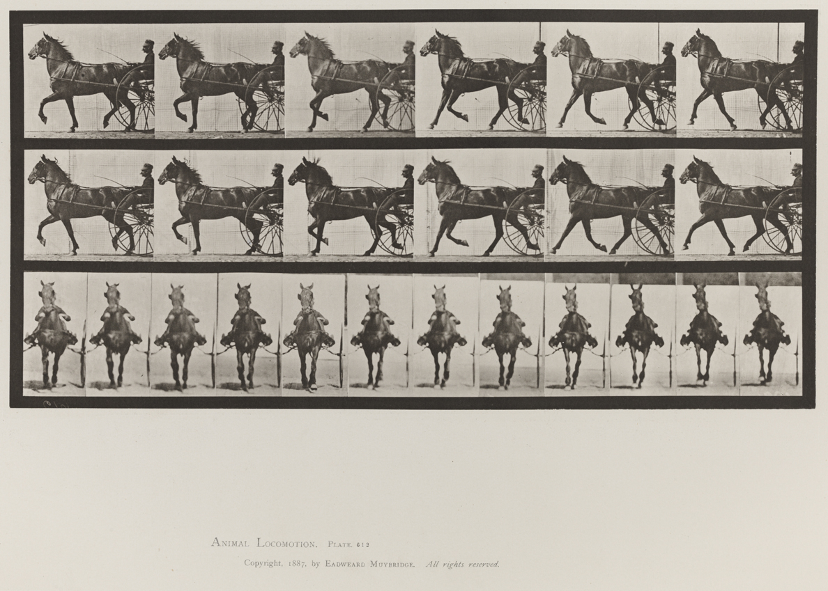 Animal Locomotion, Volume IX, Horses. Plate 612